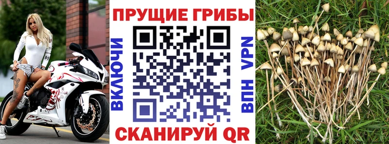 наркошоп  Остров  Галлюциногенные грибы Psilocybine cubensis 